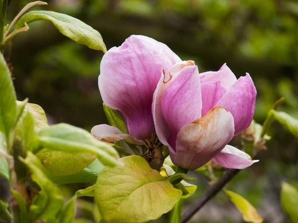Schöne Rosa Magnolienblüten Garten — Stockfoto