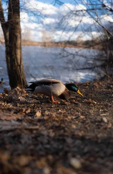 Closeup Shot Duck — Stock Photo, Image