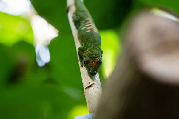 Green Frog Branch — Stock Photo, Image