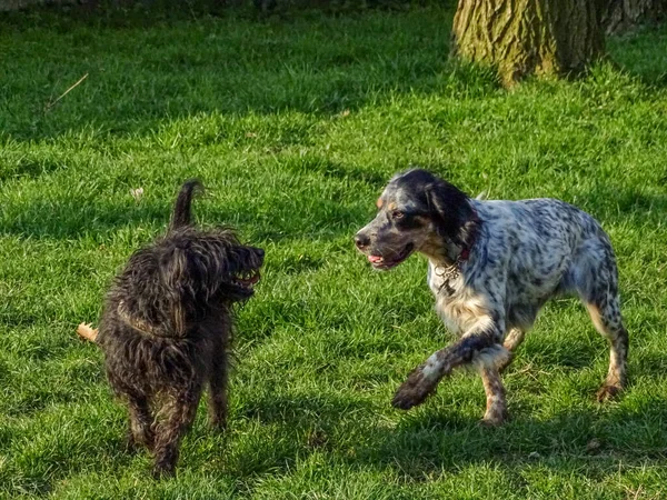 Dua Anjing Taman — Stok Foto