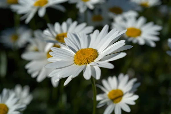 Witte Madeliefjes Bloemen Tuin — Stockfoto