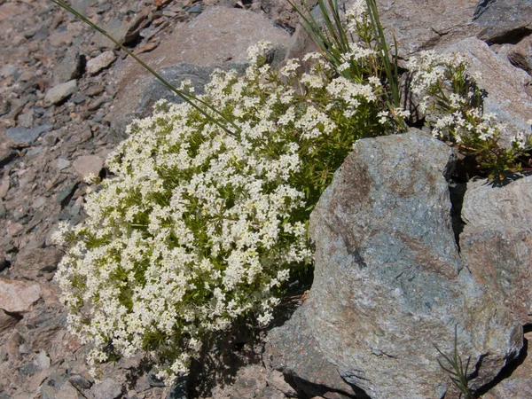 Vacker Utsikt Över Naturen — Stockfoto