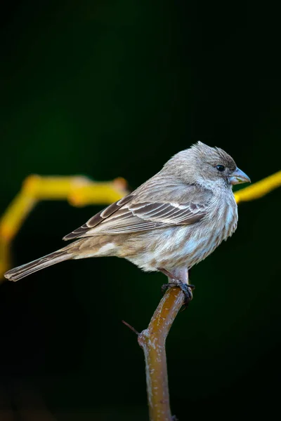 Mooie Opname Van Vogel Natuurlijke Habitat — Stockfoto