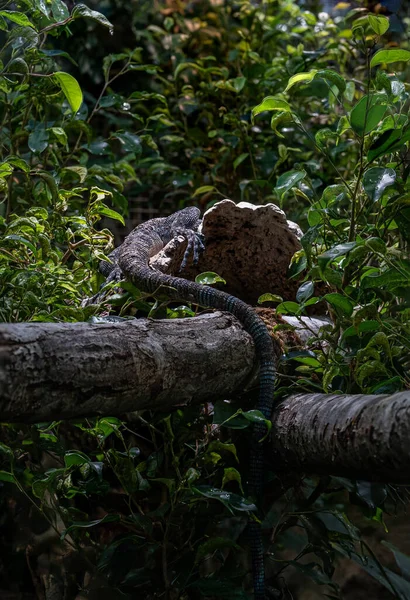 Nahaufnahme Einer Grünen Schlange Die Auf Einem Felsen Sitzt — Stockfoto