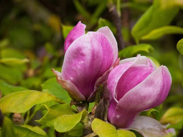 Fleurs Magnolia Roses Dans Jardin — Photo