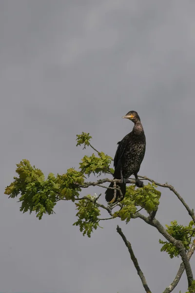 木の枝に鳥がいて — ストック写真