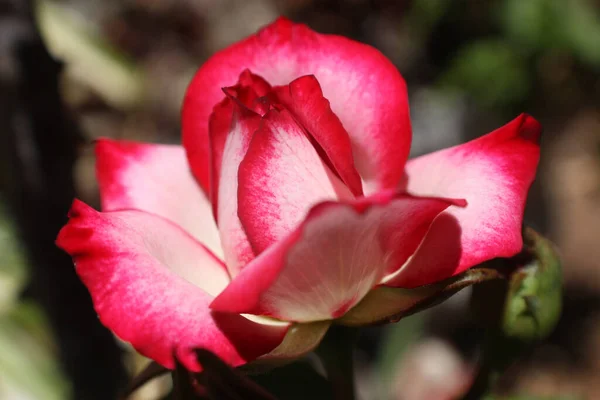 Schöne Rote Rose Garten — Stockfoto