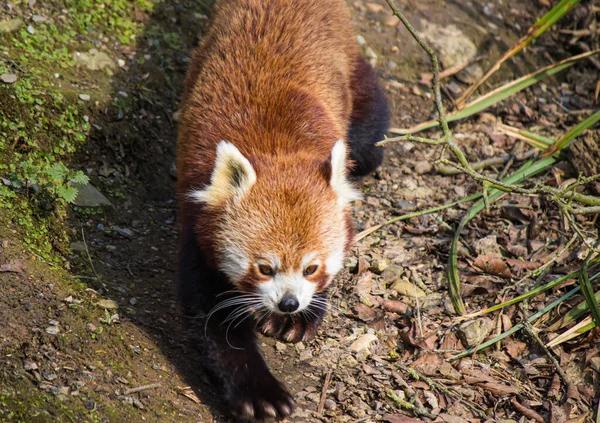 Roztomilý Panda Červená Stromě — Stock fotografie