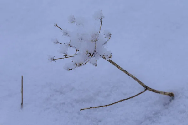 Schöne Winterlandschaft Mit Schnee — Stockfoto