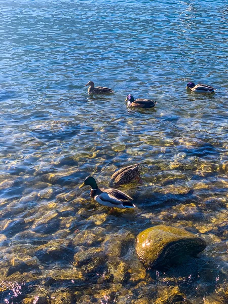 Canards Sur Lac Nature — Photo