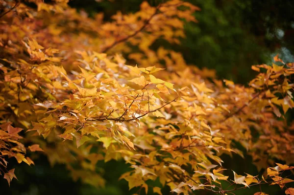 Folhas Outono Floresta — Fotografia de Stock