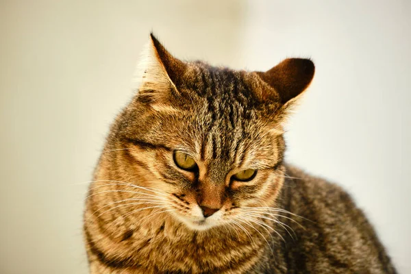 Retrato Lindo Gato —  Fotos de Stock