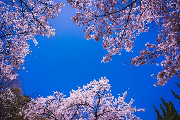 庭の美しい春の花 — ストック写真