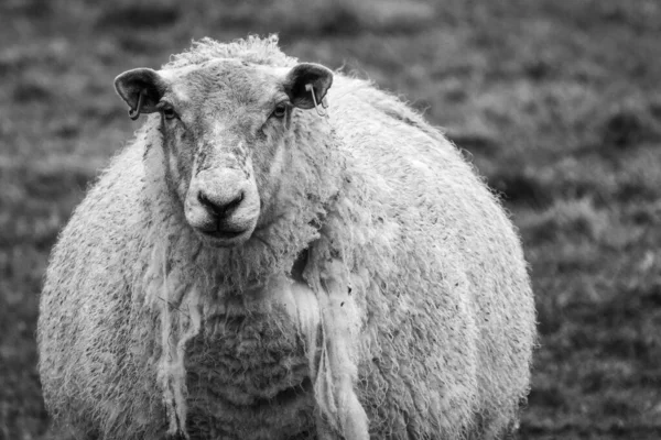 Schapen Boerderij Dieren — Stockfoto