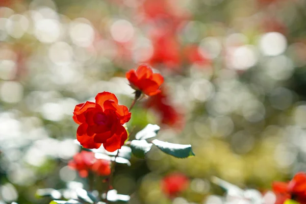 Belas Rosas Vermelhas Jardim — Fotografia de Stock