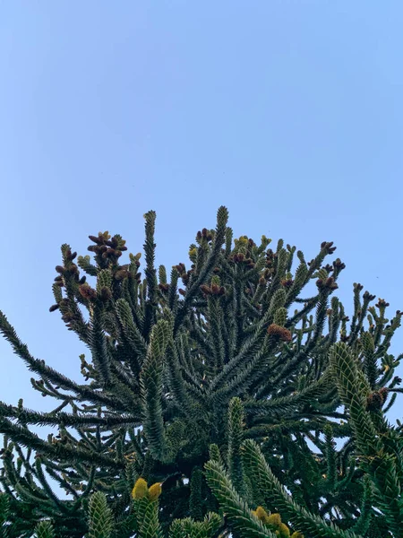 Träd Grenar Med Blå Himmel — Stockfoto