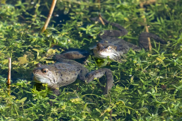 緑の草の中でカエルのクローズアップショット — ストック写真