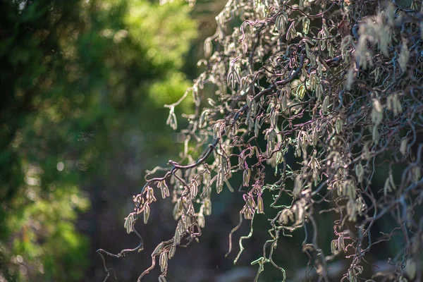 Schöne Botanische Aufnahme Natürliche Tapete — Stockfoto