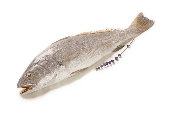 Frischer Roher Fisch Isoliert Auf Weißem Hintergrund — Stockfoto