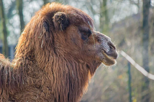 Nahaufnahme Eines Braunhaarigen Kamels Wald — Stockfoto