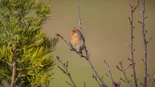 Pasăre Roșie Ramură — Fotografie, imagine de stoc