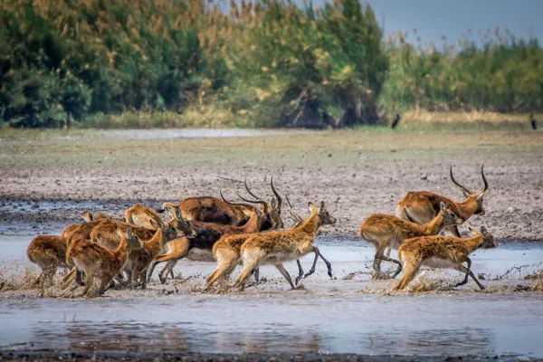 Cerfs Sauvages Dans Rivière — Photo