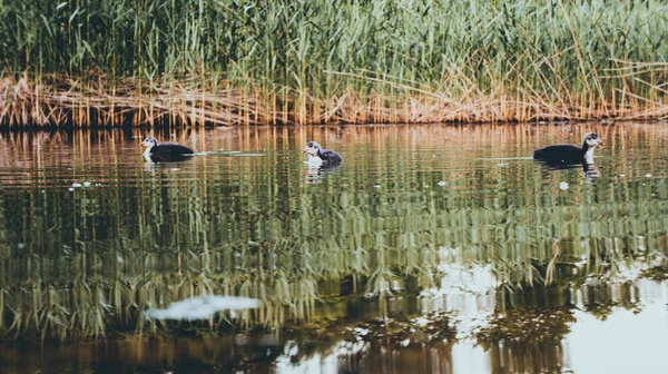 Flock Ducks Lake — Stock Photo, Image