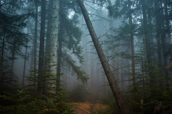 Forêt Brumeuse Dans Brouillard Matin — Photo