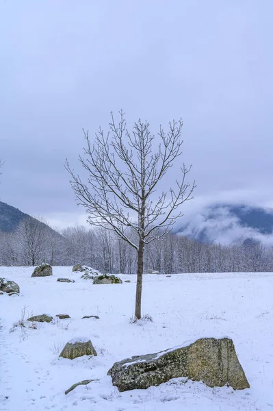 美丽的风景 森林里有白雪覆盖的树木 — 图库照片