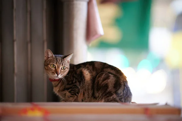 Chat Dans Chambre Animal — Photo