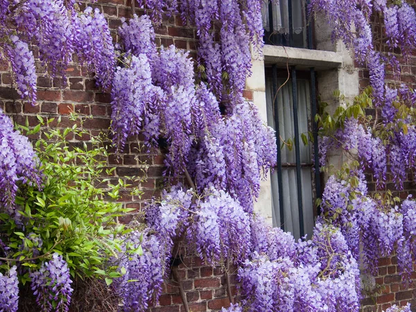 Purpurowe Kwiaty Ogrodzie Wiosnę — Zdjęcie stockowe