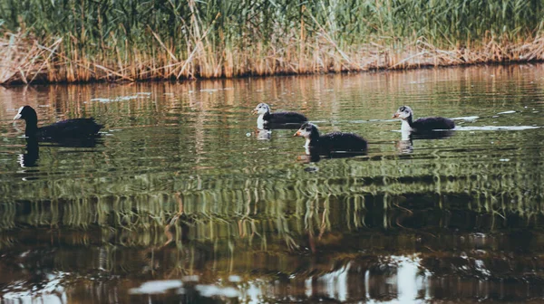 Flock Ducks Lake — Stock Photo, Image