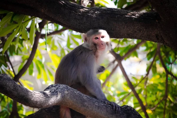 Affe Sitzt Auf Dem Baum — Stockfoto