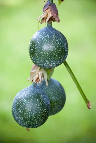 Perto Uma Maçã Verde Vermelha — Fotografia de Stock