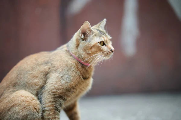 Katt Gatan Djur — Stockfoto