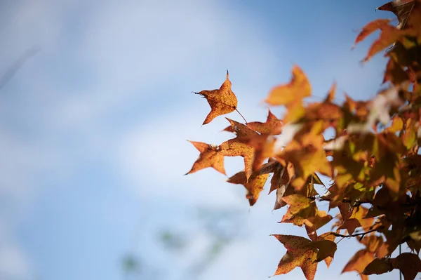 Autumn Leaves Fall Season Flora — Stock Photo, Image