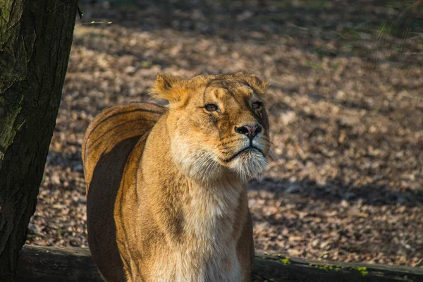 Gros Plan Une Lionne — Photo