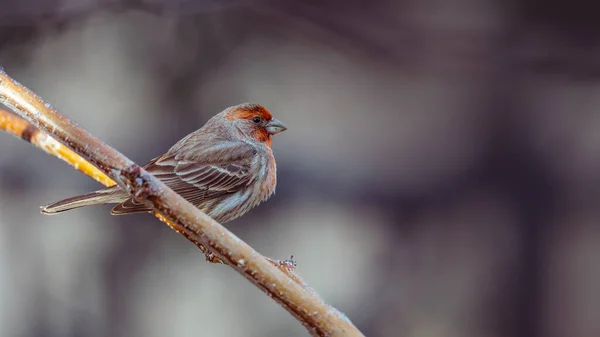 Pájaro Una Rama — Foto de Stock