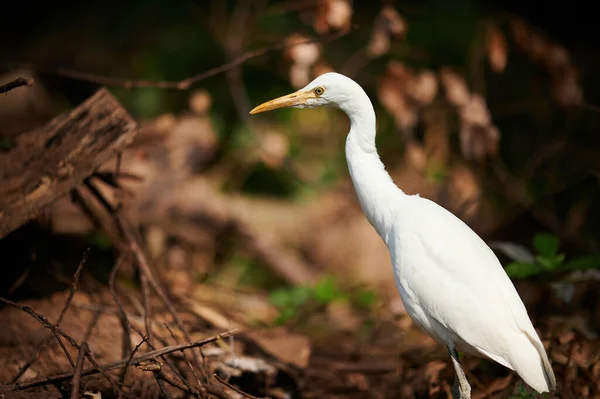 Great Egret Water Pond — Stock Photo, Image