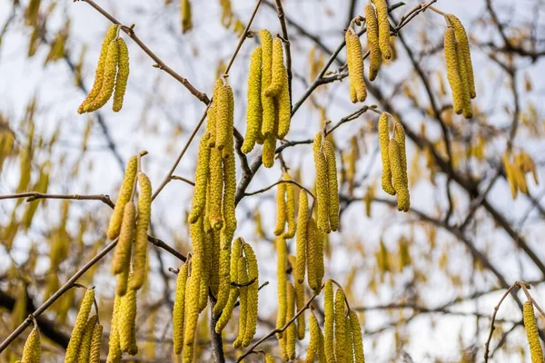 Pilkvistar Med Knoppar Ett Träd — Stockfoto