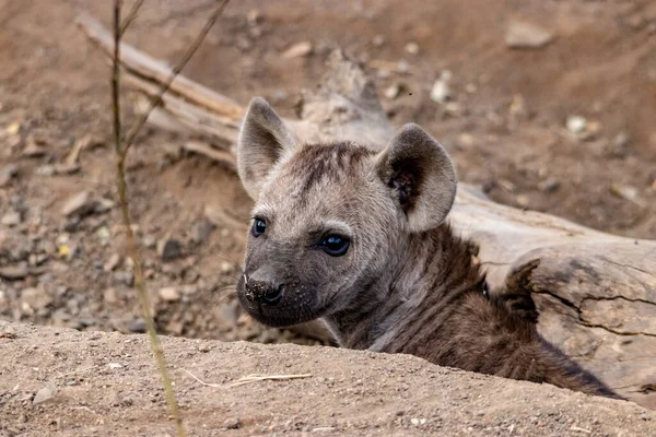 Közelkép Egy Hiénáról Kruger Nemzeti Parkban — Stock Fotó