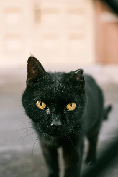 Chat Noir Blanc Visage Triste — Photo