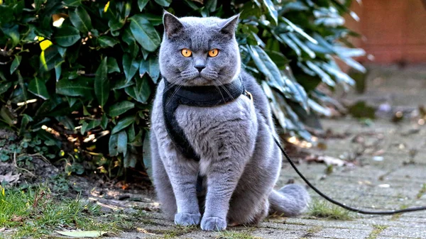 Gato Jardín — Foto de Stock