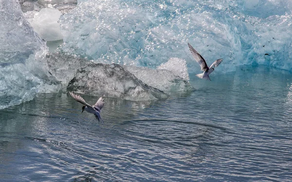 Eine Herde Delfine Wasser — Stockfoto