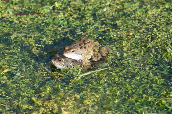 Жаби Воді Крупним Планом — стокове фото