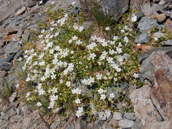 Belles Fleurs Dans Les Montagnes — Photo