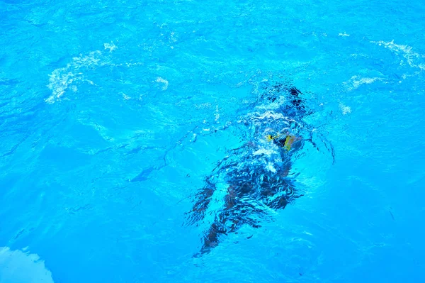 Uma Jovem Está Nadando Piscina — Fotografia de Stock