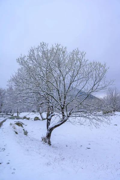 冰雪覆盖的冬季景观 — 图库照片