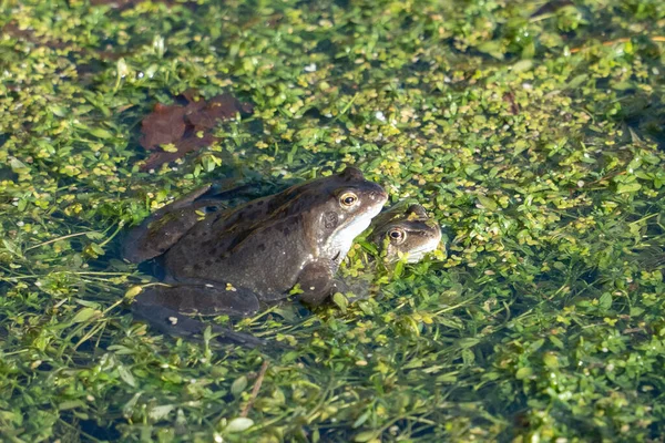 Жаби Воді Крупним Планом — стокове фото