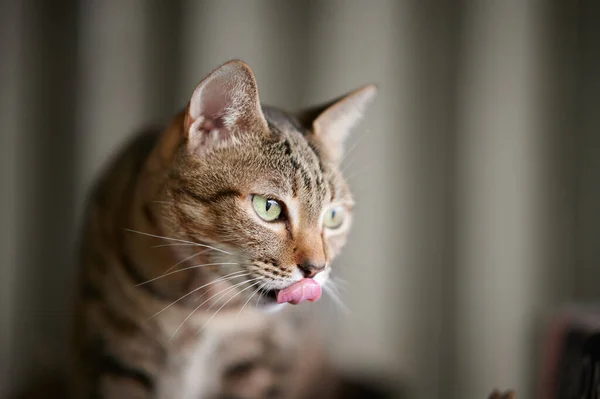 Chat Mignon Avec Une Boîte Animal — Photo